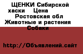 ЩЕНКИ Сибирской хаски  › Цена ­ 12 000 - Ростовская обл. Животные и растения » Собаки   